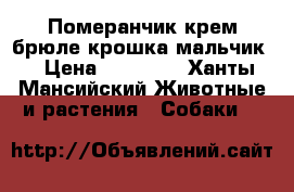 Померанчик крем брюле крошка мальчик  › Цена ­ 35 000 - Ханты-Мансийский Животные и растения » Собаки   